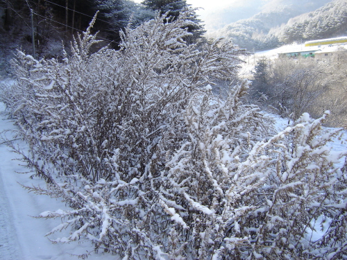 정자골에서 본 이 겨울 마지막 설경 